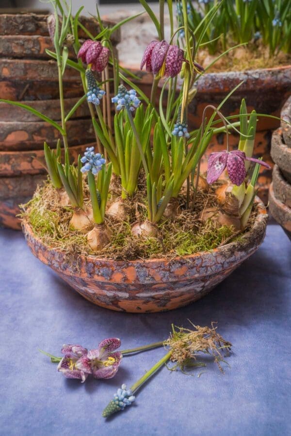 fritillary-muscari-bowl-mothers-day-flowers