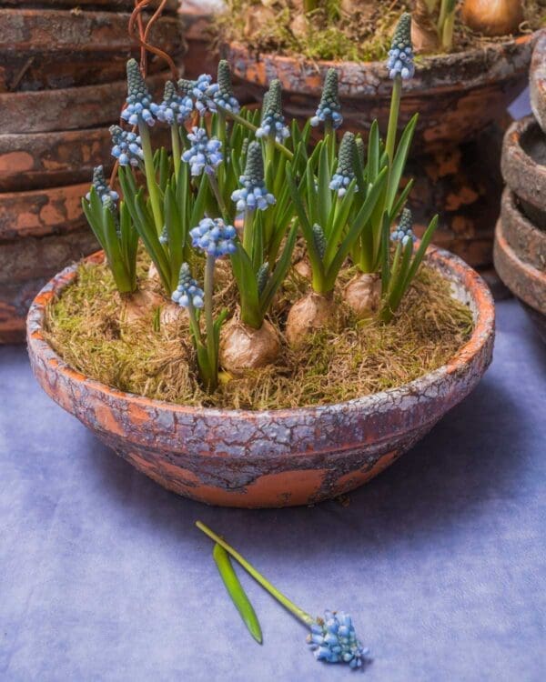 muscari-bowl-Mothers-Day-flowers